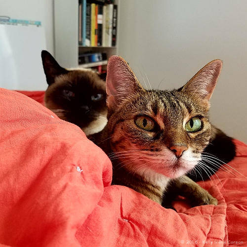 Aldi & Penny
